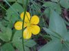 Common Buttercup (Ranunculus acris)