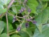 Black swallow-wort (Cynanchum nigrum; Cynanchum rossicum)