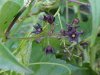 Black swallow-wort (Cynanchum nigrum; Cynanchum rossicum)