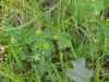 Black Medick (Medicago lupulina)