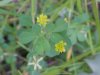 Black Medick (Medicago lupulina)