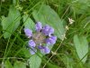 Heal-all; Self-heal (Prunella vulgaris)