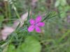 Out of focus Deptford Pink; Grass Pink (Dianthus ameria)