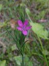 Out of focus Deptford Pink; Grass Pink (Dianthus ameria)