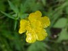 Common Buttercup (Ranunculus acris)