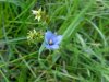 Blue-eyed Grass (Sisyrinchium angustifolium)