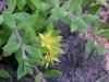 Ants and Stringy Stonecrop, Yellow Moss, Graveyard Moss (Sedum sarmentosum) - thanks to Gottfried Unger for correction: was misidentified as Wild Stonecrop (Sedum ternatum)