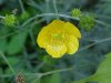 Common Buttercup (Ranunculus acris)