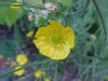 Common Buttercup (Ranunculus acris)