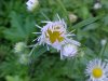 Daisy Fleabane (Erigeron annus)
