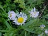 Daisy Fleabane (Erigeron annus)