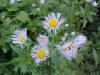 Daisy Fleabane (Erigeron annus)