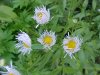 Daisy Fleabane (Erigeron annus)