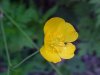 Common Buttercup (Ranunculus acris)