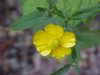 Common Buttercup (Ranunculus acris)