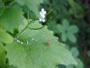 Garlic Mustard (Alliaria petiolata)