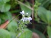 Common Speedwell (Veronica officinalis)