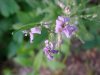 Wilting Dame's Rocket; Dame's Violet; Mother-of-the-Evening (Hesperis matronalis)