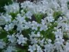 Swamp Valerian; (Valeriana uliginosa)