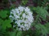 Swamp Valerian; (Valeriana uliginosa)