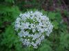 Swamp Valerian; (Valeriana uliginosa)