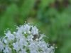 Swamp Valerian; (Valeriana uliginosa)