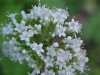 Swamp Valerian; (Valeriana uliginosa)