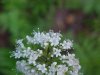 Swamp Valerian; (Valeriana uliginosa)