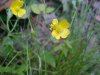 Common Buttercup (Ranunculus acris)