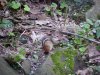 Berry eating chipmunk of LDEO, Columbia Univ., Palisades, N.Y., USA