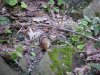 Berry eating chipmunk of LDEO, Columbia Univ., Palisades, N.Y., USA