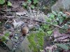 Berry eating chipmunk of LDEO, Columbia Univ., Palisades, N.Y., USA