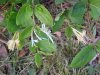 Japanese Honeysuckle (Lonicera japonica) just missed being ethnically cleansed