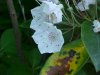 Mountain Laurel (Kalmia latifolia)
