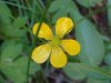 Common Buttercup (Ranunculus acris)