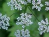 Wild Angelica (Angelica triquinata) - described as closely resembling the very poisoness Water Hemlock (Cicuta maculata)