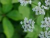 Wild Angelica (Angelica triquinata) - described as closely resembling the very poisoness Water Hemlock (Cicuta maculata)