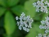 Wild Angelica (Angelica triquinata) - described as closely resembling the very poisoness Water Hemlock (Cicuta maculata)