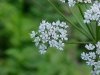 Wild Angelica (Angelica triquinata) - described as closely resembling the very poisoness Water Hemlock (Cicuta maculata)