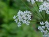 Wild Angelica (Angelica triquinata) - described as closely resembling the very poisoness Water Hemlock (Cicuta maculata)