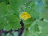 Greater Celandine; Wartweed (Chelidonium majus)