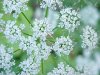 Wild Angelica (Angelica triquinata) - described as closely resembling the very poisoness Water Hemlock (Cicuta maculata)