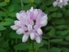 Crown Vetch (Coronilla varia)
