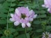 Crown Vetch (Coronilla varia)