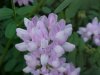Crown Vetch (Coronilla varia)