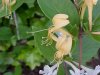 Japanese Honeysuckle (Lonicera japonica)