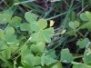Yellow Wood Sorrel; Sour Grass (Oxalis stricta)