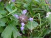 Heal-all; Self-heal (Prunella vulgaris)