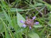 Heal-all; Self-heal (Prunella vulgaris)