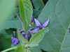 Bittersweet Nightshade; Climbing Nightshade; Deadly Nightshade (Solanum dulcamara)